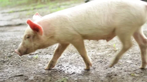 Pig walking in farm Video stock 48734552