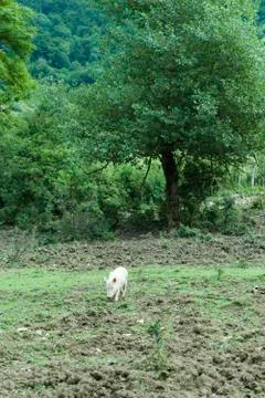 Pig walking in field Stock Photos