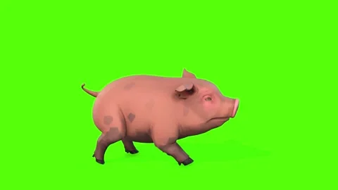 Pig Walking Green Screen Animation 3D Re... | Stock Video | Pond5