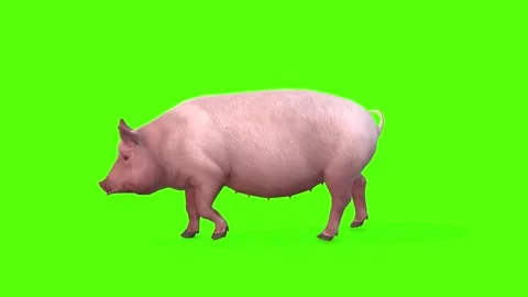 Pig Walking Green screen Animation 3D Re... | Stock Video | Pond5