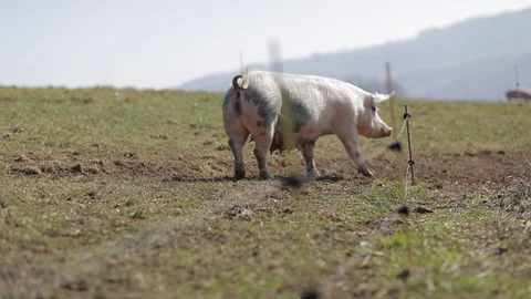 Pig walking outside Stock Footage 86066048