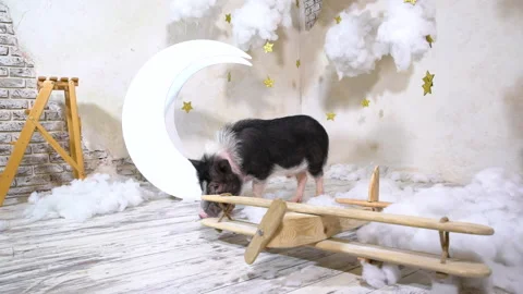 The pig walks in the clouds. The pig is looking for food in the sky. Stock-Footage 207879107