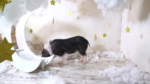 The pig walks in the clouds. The pig is looking for food in the sky. Stock Footage 207970117