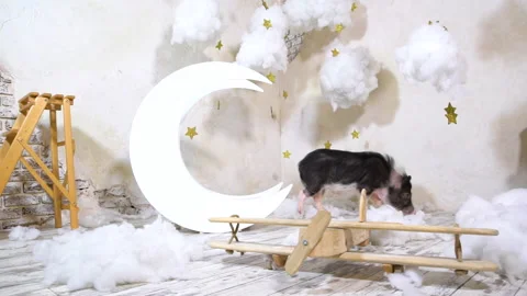 The pig walks in the clouds. Sky. The pig is looking for food in the sky. Stock-Footage 207880419