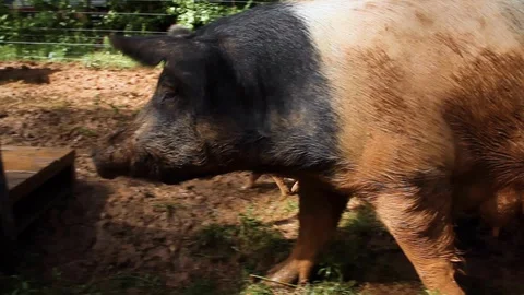 Pig Walks with Piglets Stock Footage 116329525