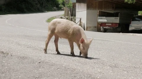 Pig walks on the road, Georgia Stock Footage