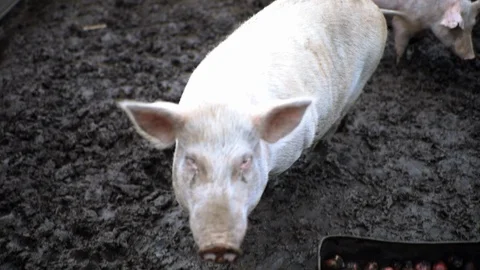 A pig walks through the mud, comes closer to the camera and looks into the lens Stock Footage 116615161