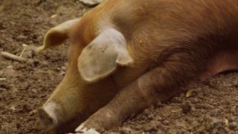 Pig yawning Stock Footage 75462619