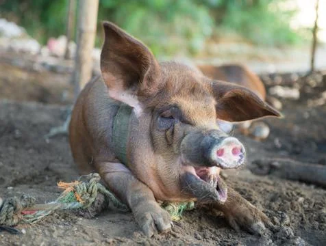 Pig yawning Stock Photos