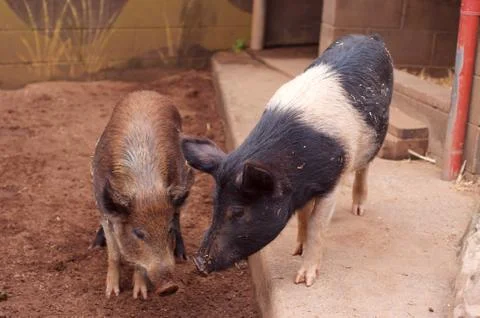 Pig in the zoo Stock Photos
