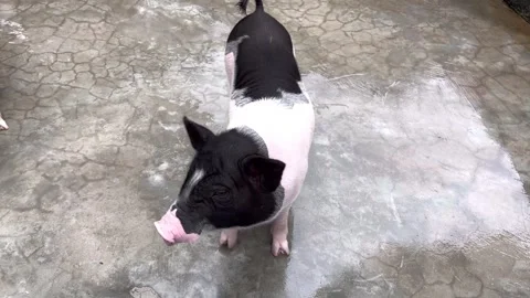 Pig2 Stock Footage 328271726