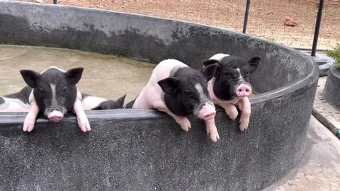 Pig3 Stock Footage 328271731