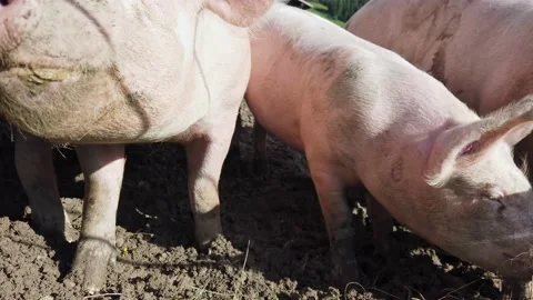Pig_Farm Stock Footage 156786641