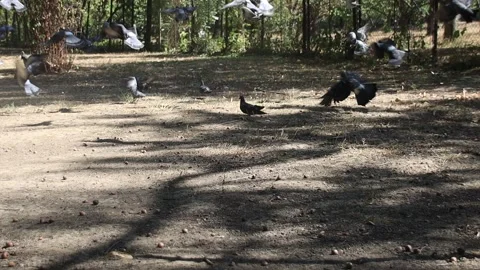 Pigen Stock Footage 250990400