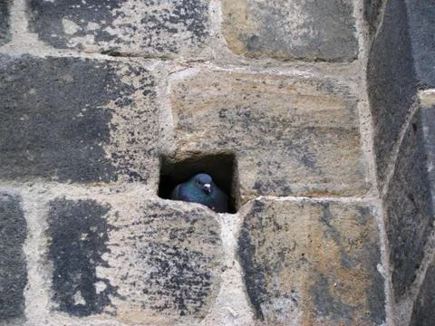 Pigeon 01 Stock Photos