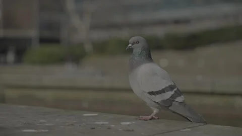 Pigeon 01 SLOG3 Stock Footage 290342172