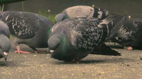 Pigeon 025 Видео 11134658
