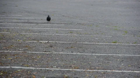 Pigeon 04 Video stock 5356208