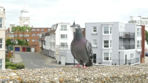 Pigeon 1 Stock Footage 90762570