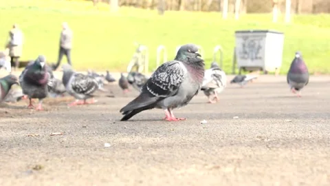 Pigeon 2 Close Up RAW Stock Footage 237260249