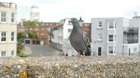 Pigeon 2 Stock Footage 90762614