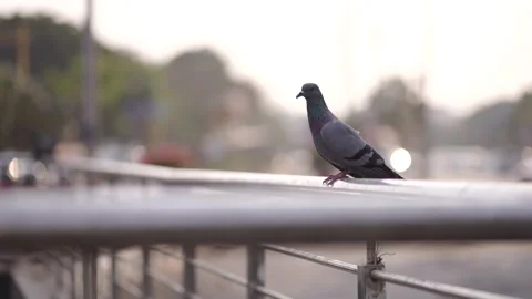 Pigeon 4K Clip Stock Footage 305222687