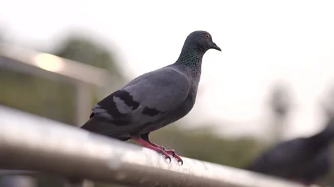 Pigeon 4K Clip Stock Footage 305222718