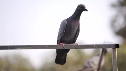 Pigeon 4K Clip Stock Footage 305222741