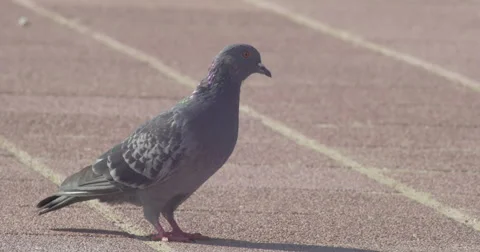 Pigeon 4K [close up] Stock Footage 42571060