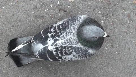 Pigeon from above Stock Footage 98679018