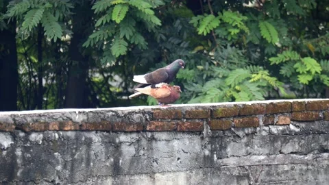 Pigeon activity on brick and adobe walls Stock-Footage 237486009