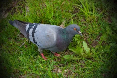 Pigeon against a background of green grass Stock Photos