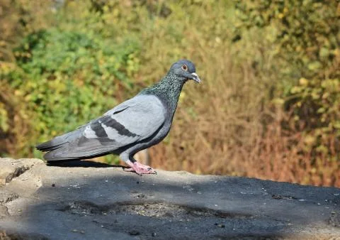Pigeon alert sitting on a wall just about to fly Stock Photos