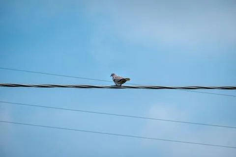A pigeon alone on the wire Stock Photos