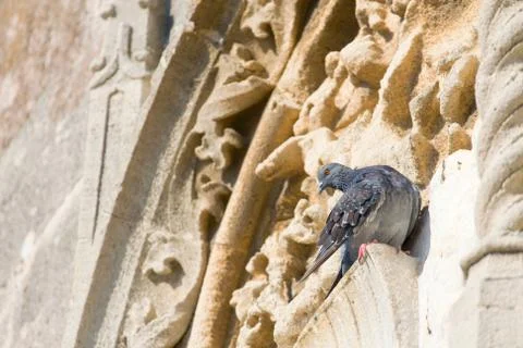 Pigeon on the ancient wall Stock Photos