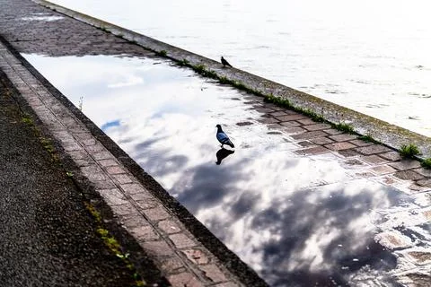 Pigeon and Cloud Reflection in Waterfront Puddle Stock Photos