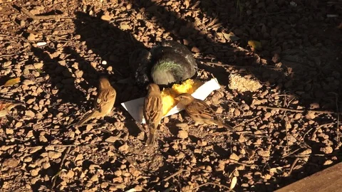 Pigeon and some sparrows are eating a boiled corn on a soil background Stock Footage 116811293
