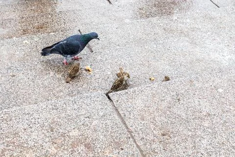 Pigeon and sparrows share bread crumbs in rain Stock Photos