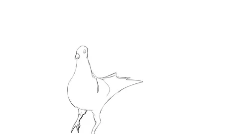 Pigeon animation Stock Footage 90387144