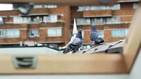 A Pigeon Approaching Another Pigeon. Stock Footage 201006371