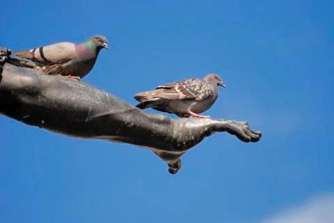 Pigeon on the arm Stock Photos