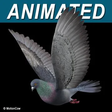 Pigeon B  Flying 3D Model