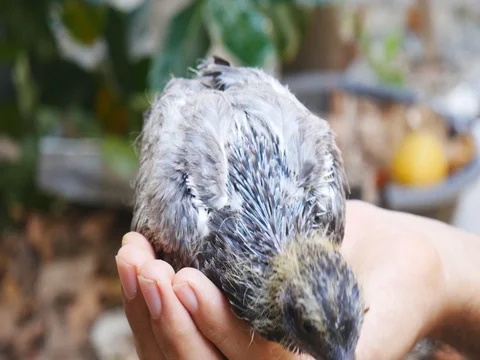 Pigeon baby in male hand Stock Footage
