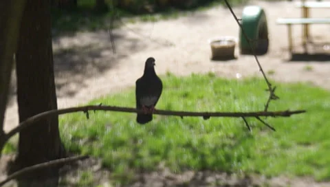 Pigeon, backyard playground Video stock 37686448
