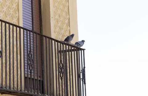 Pigeon on the Balcony Stock Photos