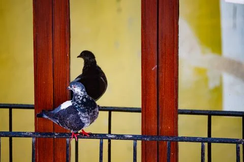 Pigeon on Balcony with Reflection Stock Photos