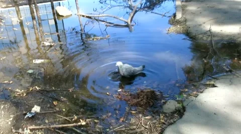 Pigeon is bathed in a puddle Stock Footage 41574438