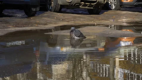Pigeon bathes in a puddle in the yard 4K Video stock 106743291