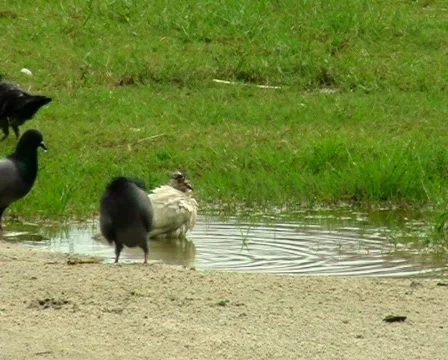 Pigeon bathing Stock Footage 139464
