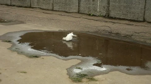 Pigeon bathing in a puddle Stock Footage 8569251